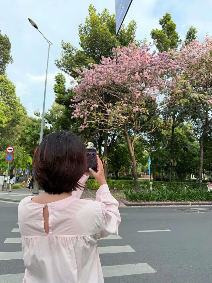 r Mùa hoa kèn hồng Sài Gòn