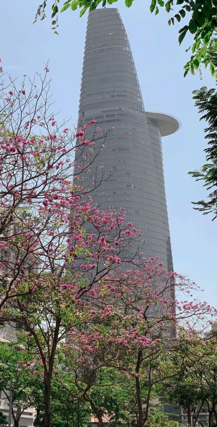 Bitexco Financial Tower Mùa hoa kèn hồng Sài Gòn