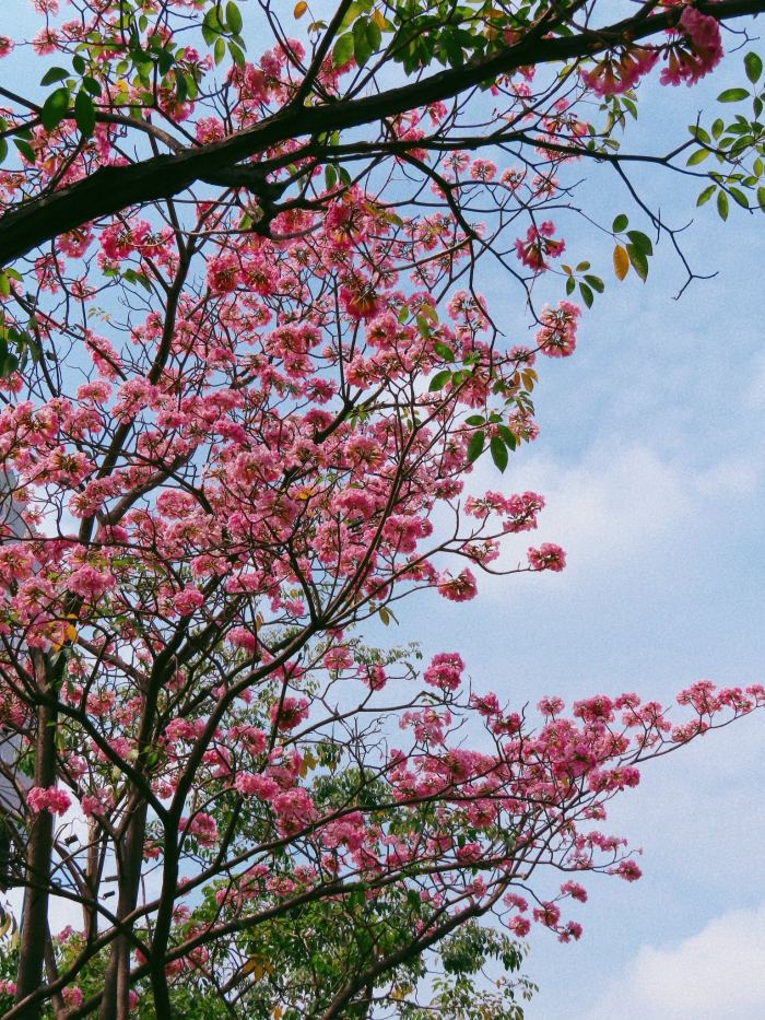 Mùa hoa kèn hồng Sài Gòn tháng mấy 