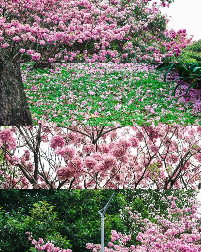Mùa hoa kèn hồng Sài Gòn