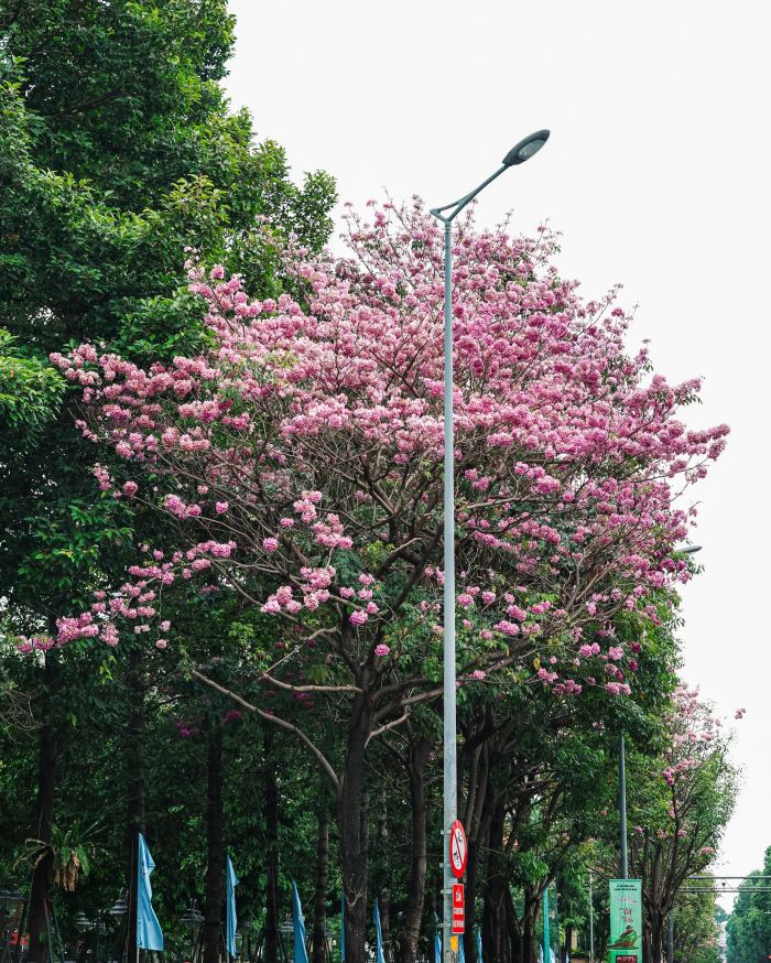 Mùa hoa kèn hồng Sài Gòn