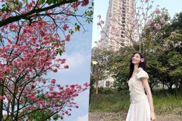 Có mùa hoa kèn hồng Sài Gòn dịu dàng đi ngang phố thị