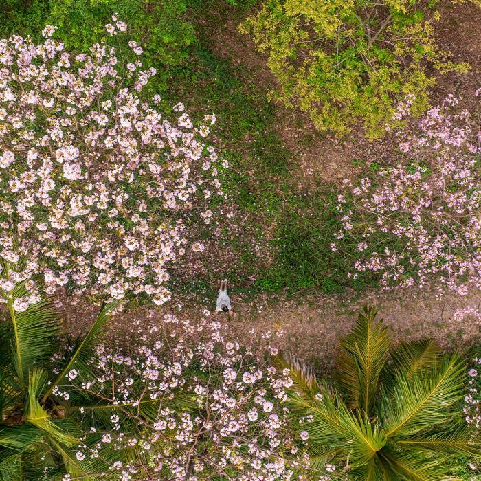 Mùa hoa kèn hồng Sài Gòn ở Công viên Saigon Wonderland