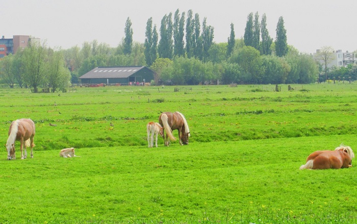 Sống chậm tại ngôi làng cối xay gió Kinderdijk ở Hà Lan