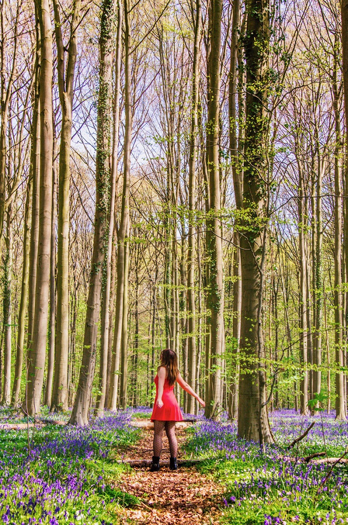 Khám phá khu rừng Hallerbos đẹp như trong chuyện cổ tích chỉ cách Brussels 30 km