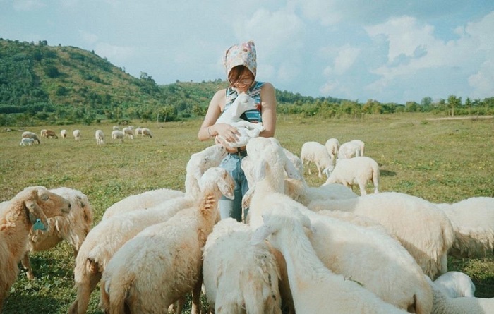 Suoi Nghe sheep field travel experience takes beautiful pictures