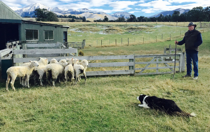 Thịt cừu nướng New Zealand - món đầu tiên nên ăn khi tới xứ sở kiwi