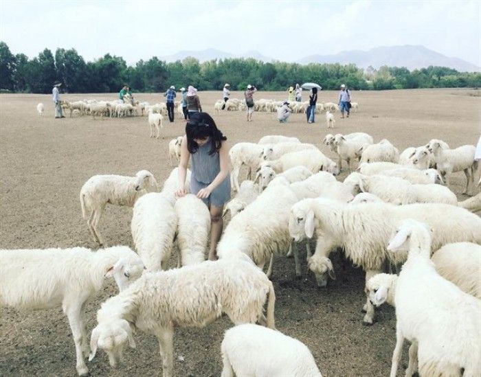 Kinh nghiệm du lịch đồng cừu Suối Nghệ chụp những bức hình xinh lung linh