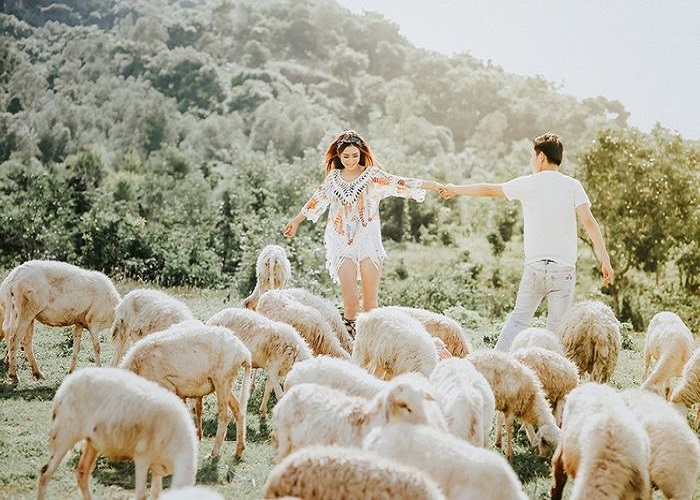 Kinh nghiệm du lịch đồng cừu Suối Nghệ chụp những bức hình xinh lung linh