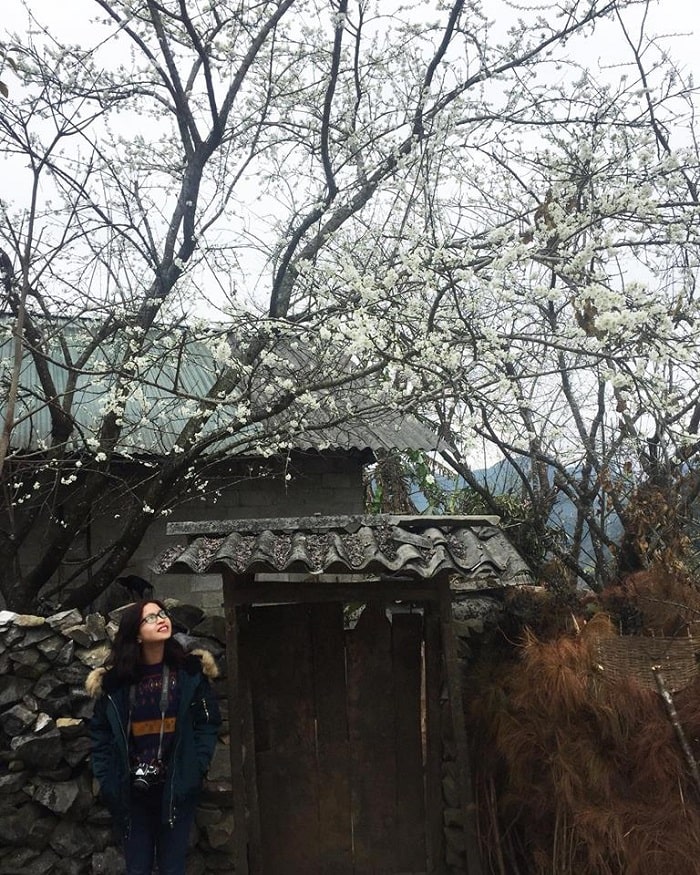 Trải nghiệm 4 mùa hoa trên cao nguyên đá Hà Giang
