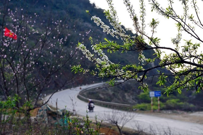 Experience 4 seasons of flowers on Ha Giang rock plateau