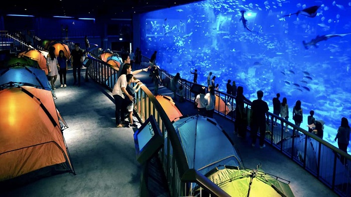 Hướng dẫn tham quan thủy cung Sea Aquarium 