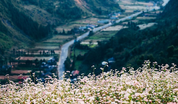 Experience 4 seasons of flowers on Ha Giang rock plateau