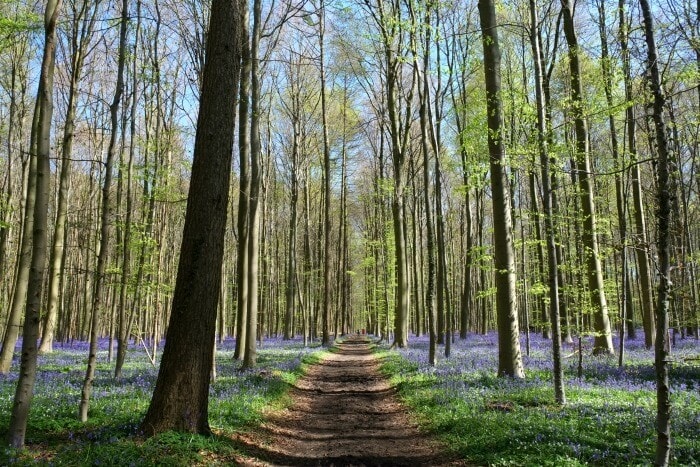 Khám phá khu rừng Hallerbos đẹp như trong chuyện cổ tích chỉ cách Brussels 30 km