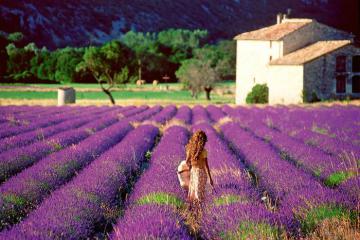 Nơi nào có cánh đồng hoa oải hương đẹp hơn nước Pháp!