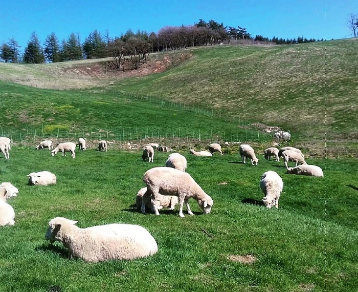 Lạc trôi tại trang trại cừu Daegwallyeong lãng mạn và cuốn hút