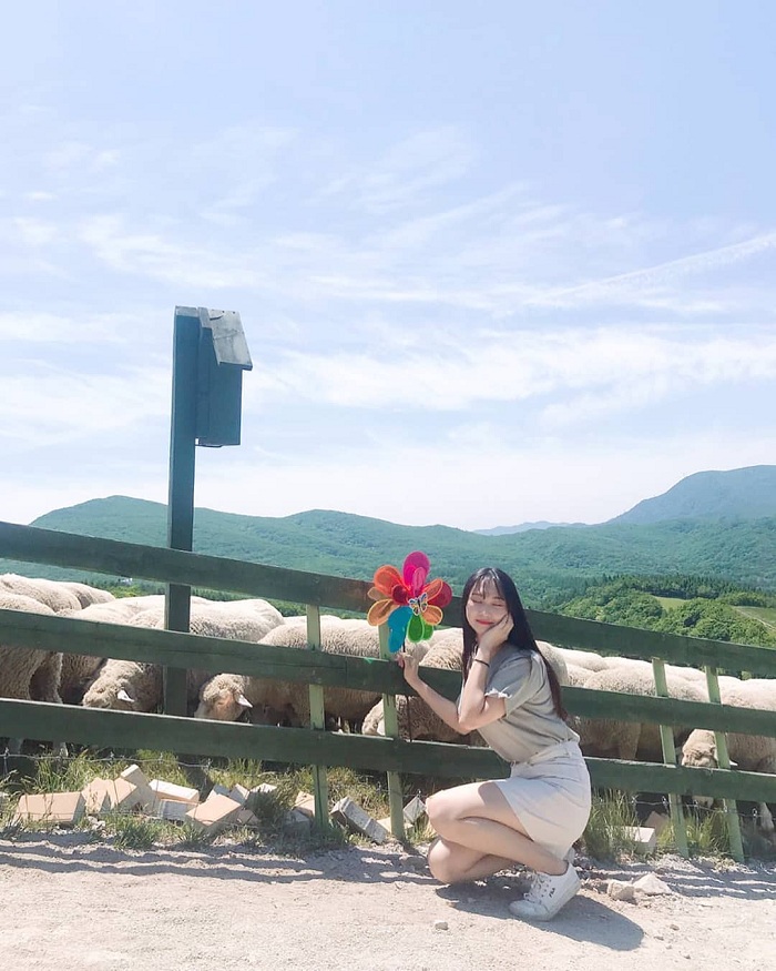 Lạc trôi tại trang trại cừu Daegwallyeong lãng mạn và cuốn hút