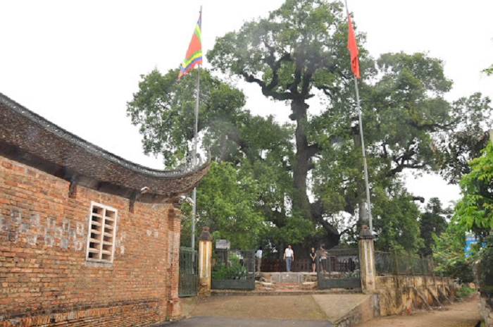 Cây dã hương nghìn năm tuổi - ‘thần mộc’ độc nhất vô nhị của tỉnh Bắc Giang 