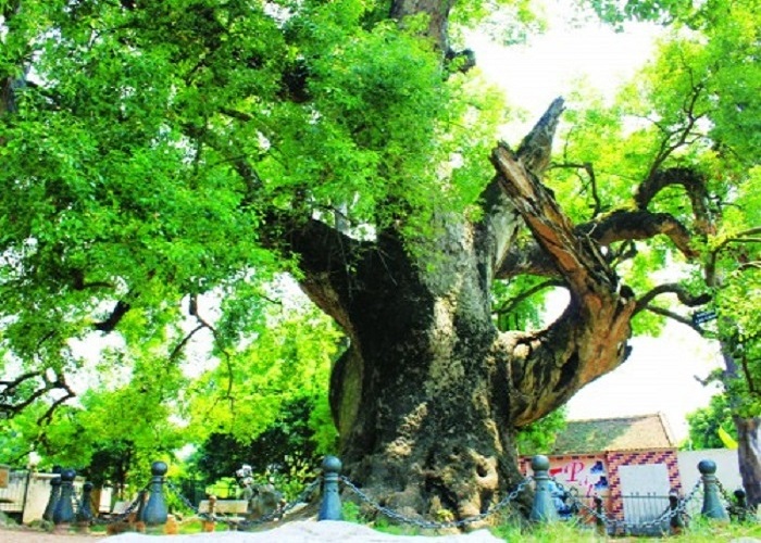 The unique thousand year old wildflowers 'rustic god' of Bac Giang province 
