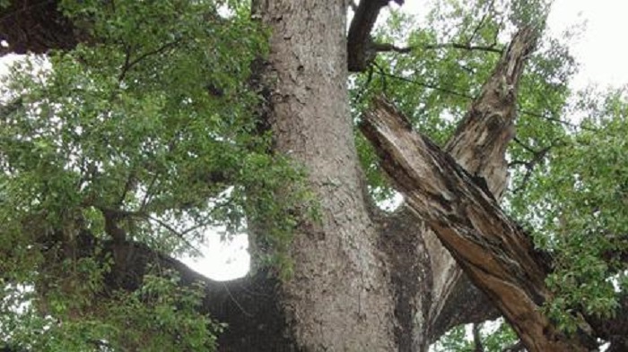 Cây dã hương nghìn năm tuổi ‘thần mộc’ độc nhất vô nhị của tỉnh Bắc Giang 