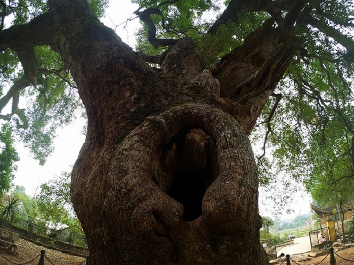 The unique thousand year old wildflowers 'rustic god' of Bac Giang province 