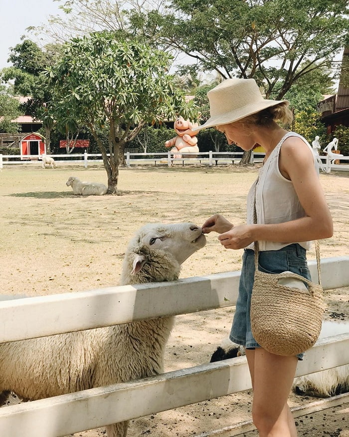 'Vui quên đường về' tại nông trại nuôi cừu Pattaya