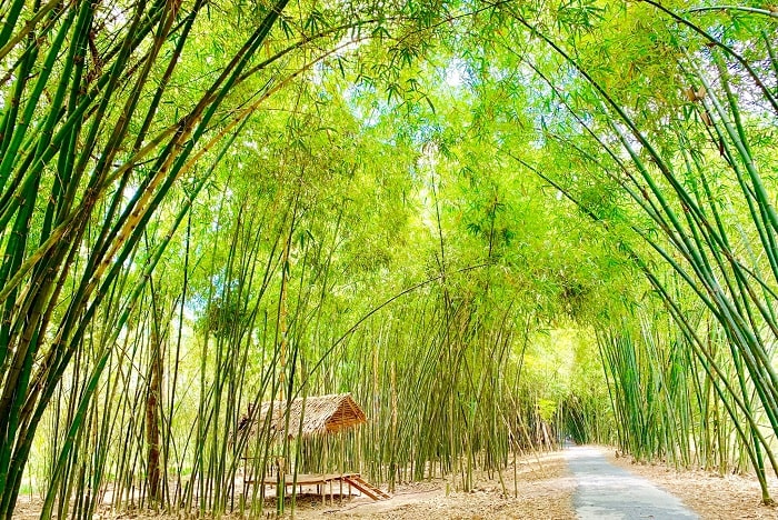 tourist-travel-destination-in-the-road-bamboo