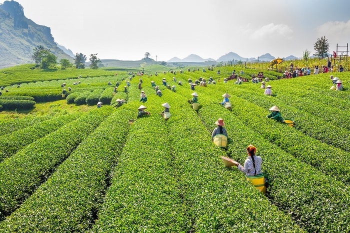 Tea picking experience - Gia Nghia tea hill tour