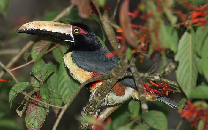 Khám phá rừng nhiệt đới - Kinh nghiệm du lịch rừng nhiệt đới Panama