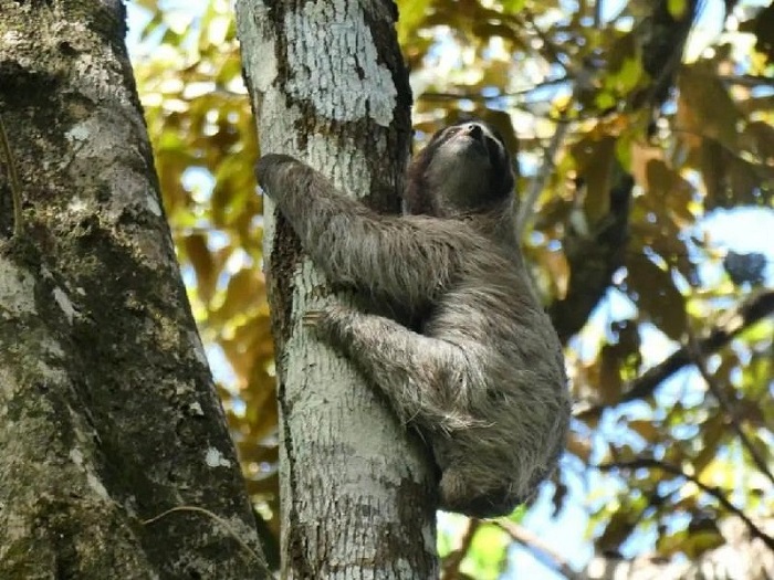 Kinh nghiệm du lịch rừng nhiệt đới Panama chi tiết
