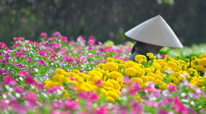 Khám phá làng hoa Mê Linh – thiên đường rực rỡ sắc màu ngay sát Hà Nội