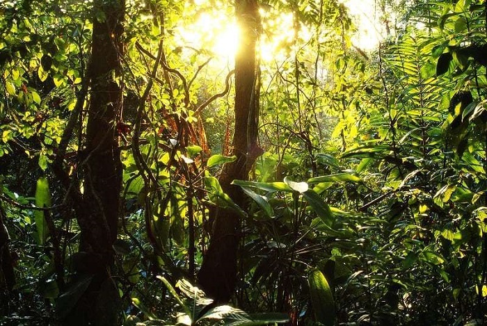 Khu rừng nhiệt đới Panama - Địa điểm du lịch ở Panama