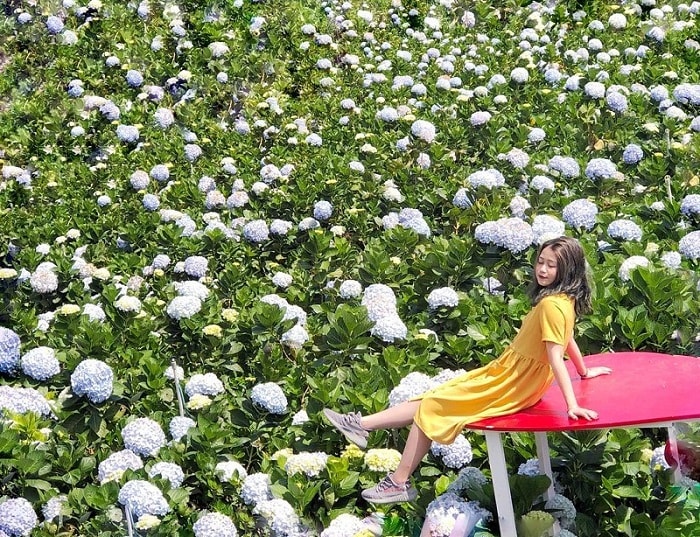 Vườn hoa đẹp ở Đà Lạt ‘so deep’ cho các thánh sống ảo