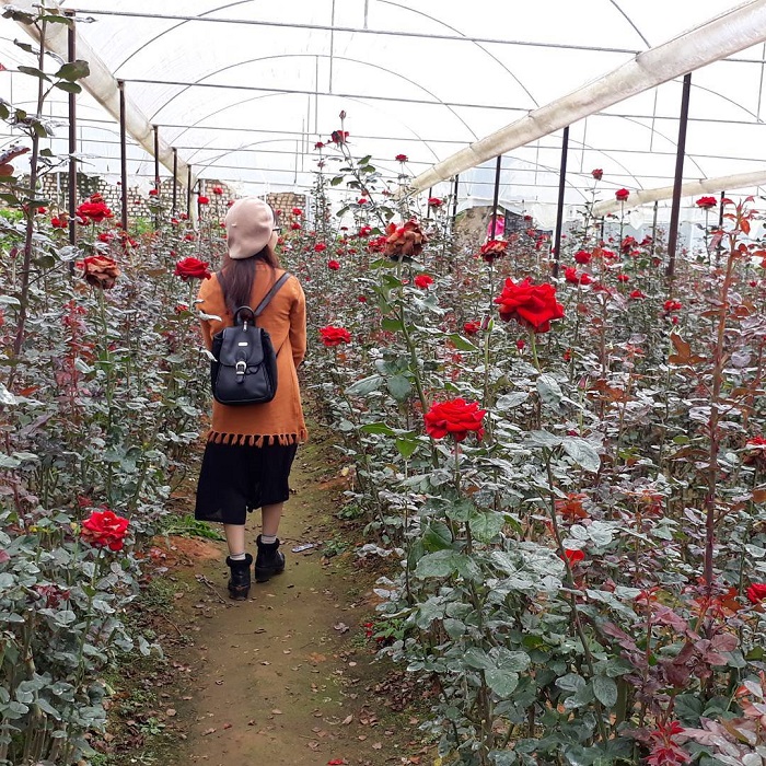 Vườn hoa hồng - Vườn hoa đẹp ở Đà Lạt