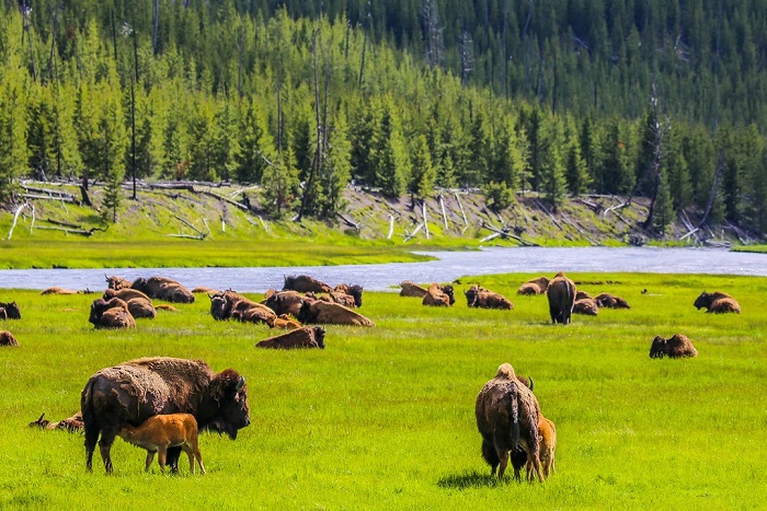 Khám phá vườn quốc gia Yellowstone của Hoa Kỳ