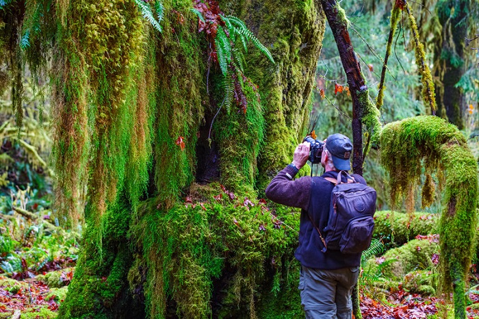 Rừng nhiệt đới Hoh là nơi có những cây cổ thụ lâu năm - Vườn quốc gia Olympic