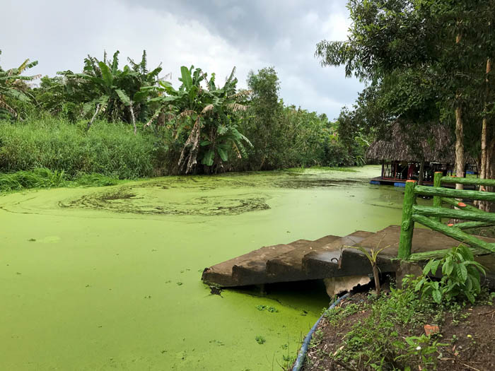 Hoang Ngoc Hoang Hau Giang Nature Reserve - Green water hyacinth
