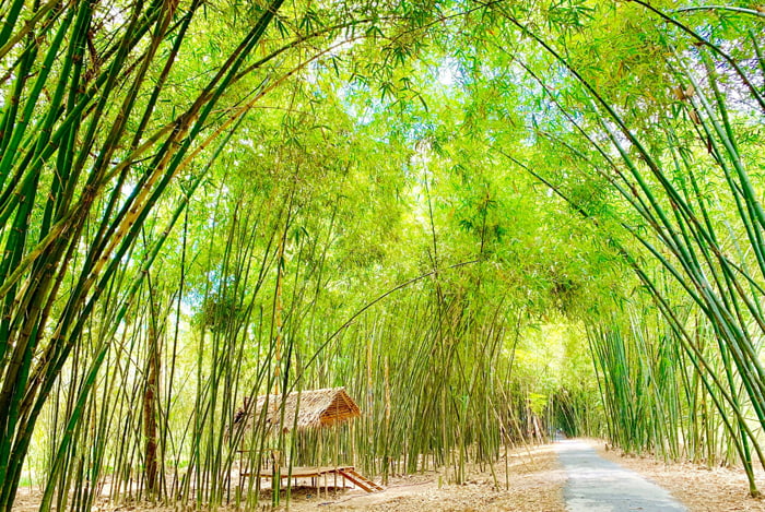 Visit Bamboo Garden eco-tourism area - Bamboo road