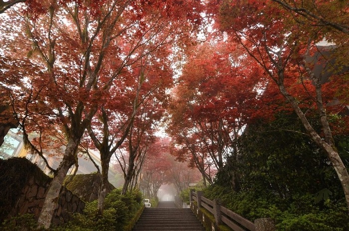 núi Dương Minh - điểm đến mùa thu ở Đài Loan đẹp tựa cổ tích
