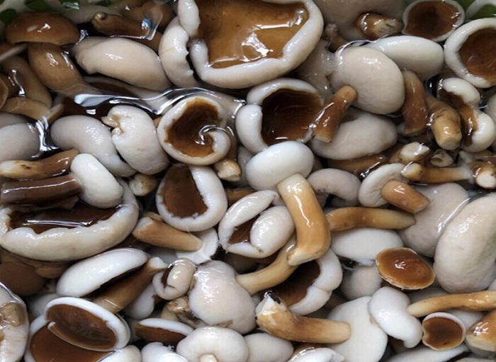 Kien Giang specialties as gifts - Melaleuca mushrooms