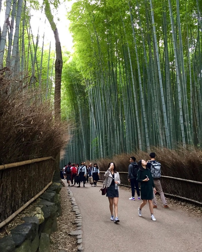 Rừng tre Arashiyama được bao quanh bởi bạt ngàn tre trúc, khiến bạn như lạc bước vào một thế giới khác. 
