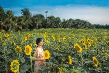 Lập team check-in cánh đồng hoa hướng dương ở Gio Linh Quảng Trị lên hình là ‘auto’ đẹp