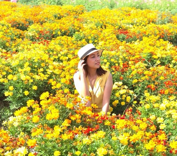 sắc hoa vàng - điểm nổi bật tại thung lũng hoa Cát Bà