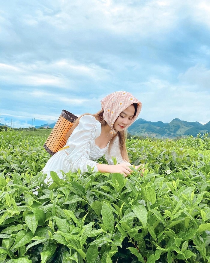 Du lịch Mộc Châu tháng 7 - trải nghiệm hái chè 
