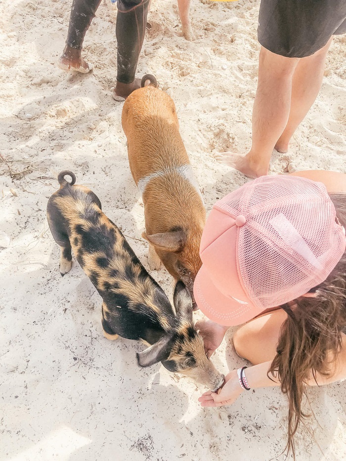 Những chú lợn bơi ở Big Major Cay - Du lịch Bahamas