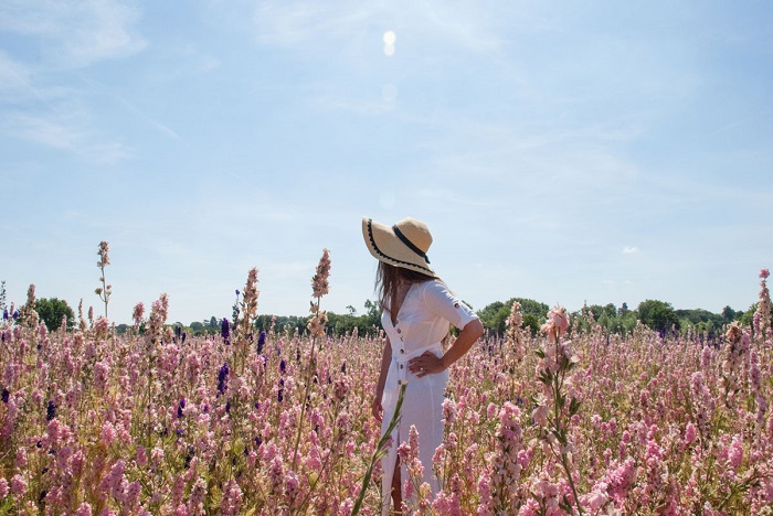Cánh đồng hoa giấy Cotswolds vào mùa hè - Những cánh đồng hoa đẹp nhất Châu Âu