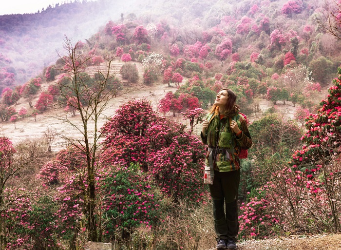 Mùa xuân ở Shingba Rhododendron Sanctuary - địa điểm du lịch Gangtok