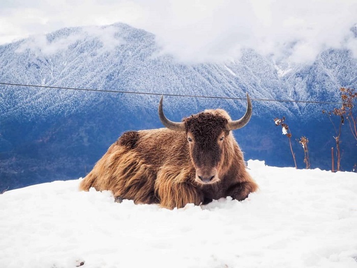 Xem những con bò Tây Tạng lông mịn trên núi - trải nghiệm du lịch Đông Bắc Ấn Độ