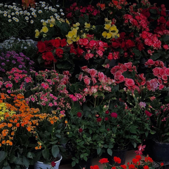 Dalat also has a famous wholesale flower market