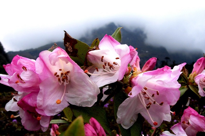Hoa đỗ quyên ở Shingba Rhododendron Sanctuary - địa điểm du lịch Gangtok